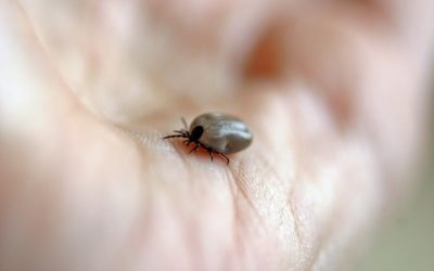 Ukąszenie przez kleszcza wciąż groźne. Warto zapoznać się z praktycznymi poradami, jak tego uniknąć