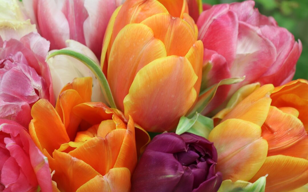 tulipanu Dzień Kobiet