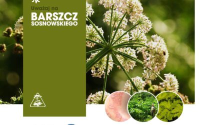 Niebezpieczny barszcz Sosnowskiego. Akcja „Zdrowe Wakacje 2021”