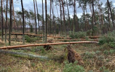 Nadleśnictwo Iława wydało zakaz wstępu do lasu. Obowiązuje on do 12 kwietnia