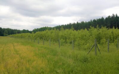 Nadleśnictwa rozpoczęły nową akcję skupu gruntów pod zalesiania